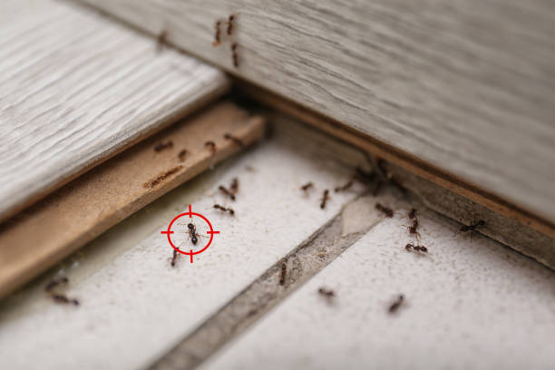 Best Spider Control Near Me  in Lipscom, AL